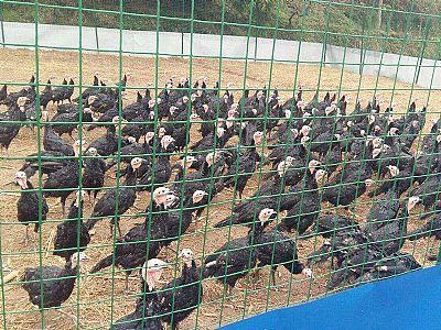 合肥养殖围栏网